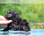 Small #3 Poodle (Toy)
