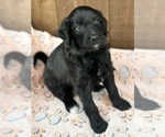 Small Photo #2 Aussiedoodle Miniature  Puppy For Sale in ALLEN, TX, USA