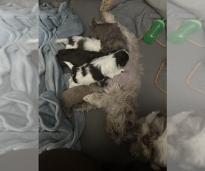 Mother of the Shih Tzu puppies born on 03/07/2024