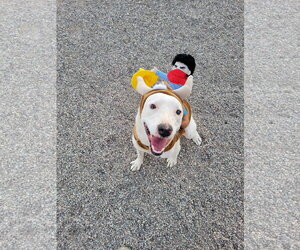 TOBY #10 - Male Texas Heeler-Unknown Mix Dog for Adoption - Photo #2