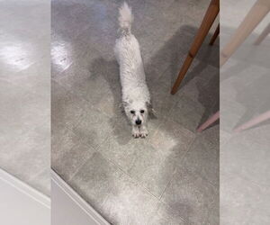 Chip - Male Maltese-Unknown Mix Dog for Adoption - Photo #3