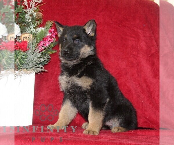 Medium Photo #2 German Shepherd Dog Puppy For Sale in QUARRYVILLE, PA, USA