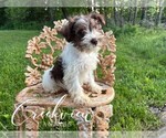 Small Photo #18 Schnauzer (Miniature) Puppy For Sale in NIANGUA, MO, USA