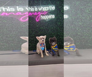 Gello FH - Male Pomeranian Dog for Adoption - Photo #2
