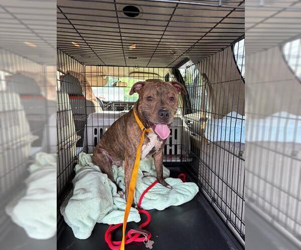 Medium Photo #1 American Pit Bull Terrier Puppy For Sale in Springfield, MA, USA