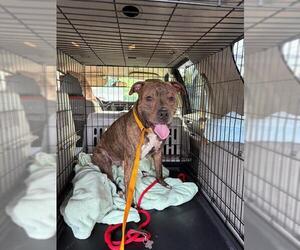 American Pit Bull Terrier Dogs for adoption in Springfield, MA, USA