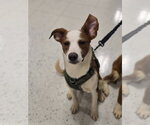 Small #2 Australian Shepherd Mix
