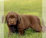 Small #2 Labrador Retriever
