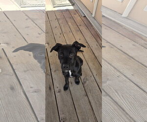Blue Arlo - Male Mutt Dog for Adoption - Photo #7