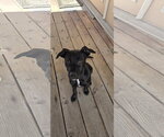 Small #6 Mutt