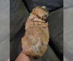 Small #8 Auss-Tzu