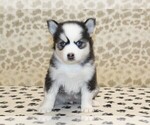 Small #3 Pomsky