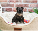 Small #5 Schnauzer (Miniature)
