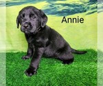 Puppy Annie AKC Engli Labrador Retriever