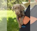 Small Photo #8 Labrador Retriever Puppy For Sale in ATHOL, ID, USA
