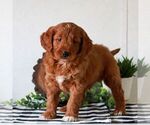 Small #4 Goldendoodle (Miniature)