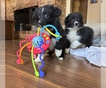 Puppy Boo Australian Shepherd