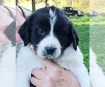 Puppy 5 German Shorthaired Pointer-Great Pyrenees Mix