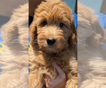 Small Photo #3 Goldendoodle Puppy For Sale in IRVINE, CA, USA