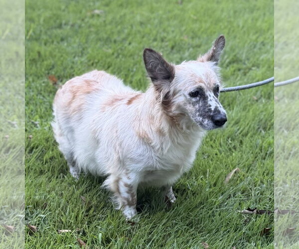 Medium Photo #4 Mutt Puppy For Sale in Yardley, PA, USA