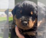 Small #5 Rottweiler