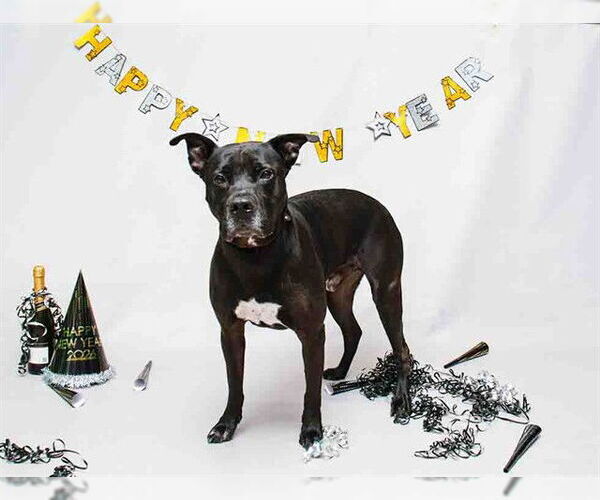 Medium Photo #2 Mutt Puppy For Sale in Sanford, FL, USA