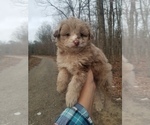 Small Photo #3 Aussiedoodle Miniature -Poodle (Toy) Mix Puppy For Sale in MCMINNVILLE, TN, USA