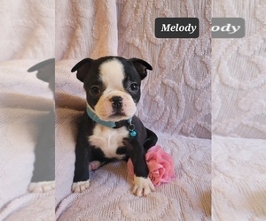 Boston Terrier Puppy for sale in POMEROY, OH, USA