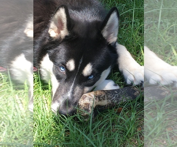 Medium Photo #1 Siberian Husky Puppy For Sale in WAUCHULA, FL, USA