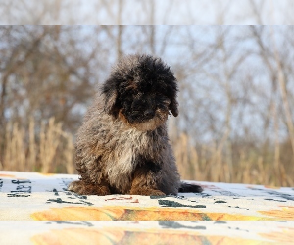 Medium Photo #18 ShihPoo Puppy For Sale in DYERSBURG, TN, USA