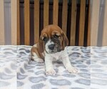 Puppy Brown girl Basset Hound