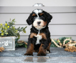 Puppy Angelica Bernedoodle (Miniature)