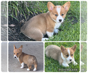 Pembroke Welsh Corgi Litter for sale in BAYTOWN, TX, USA