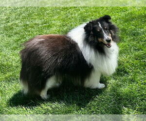 Mutt Dogs for adoption in Wamego, KS, USA