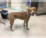 Small Labrador Retriever Mix