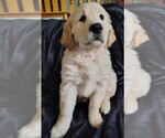 Puppy Dark pink girl Golden Retriever