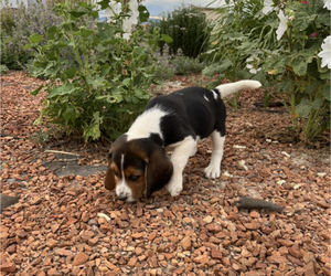 Beagle Puppy for sale in PUEBLO, CO, USA