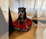 Small #9 Tibetan Terrier Mix