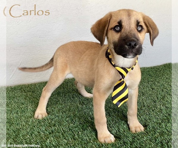 Medium Photo #1 Shepradors Puppy For Sale in San Diego, CA, USA