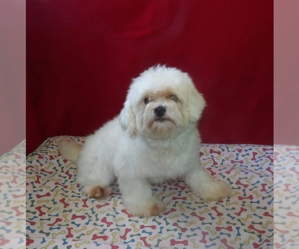 Medium Photo #5 Maltese Puppy For Sale in PATERSON, NJ, USA