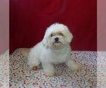 Small #4 Maltese