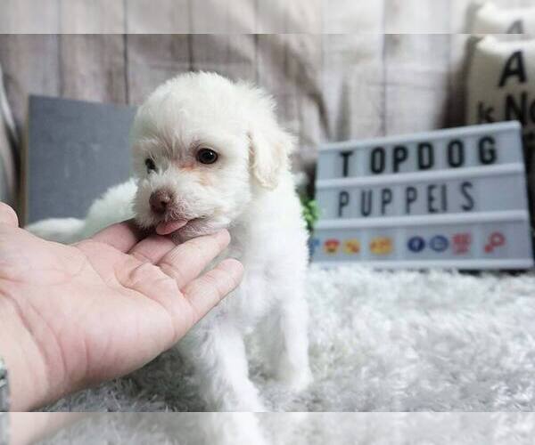 Medium Photo #2 Maltipoo-Unknown Mix Puppy For Sale in FULLERTON, CA, USA