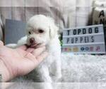 Small #1 Maltipoo Mix