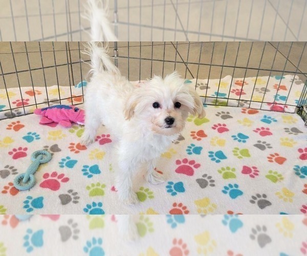 Medium Photo #6 Maltipoo (Toy) Puppy For Sale in ORO VALLEY, AZ, USA