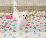 Small #5 Maltipoo (Toy)
