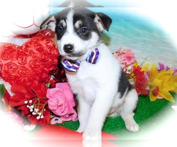 Medium Photo #1 Eskijac Puppy For Sale in HAMMOND, IN, USA