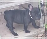 Puppy Raven French Bulldog