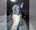 Small #2 Boston Terrier-Faux Frenchbo Bulldog Mix