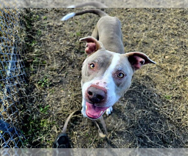 Medium Photo #2 American Pit Bull Terrier Puppy For Sale in Ocala, FL, USA