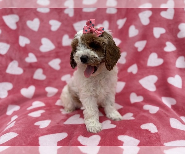 Medium Photo #3 Cock-A-Poo Puppy For Sale in LAKELAND, FL, USA